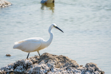 Fototapeta premium The small white heron or Little egret stands in the lake