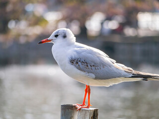 Close up shot of Seagull