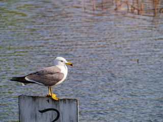 Close up shot of Seagull