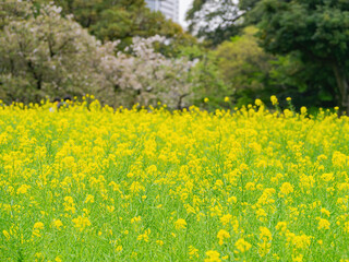 Overcast view of the rape flower blossom