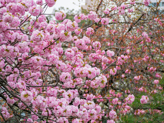 Close up shot of Fuji cherry blossom