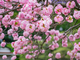 Close up shot of Fuji cherry blossom