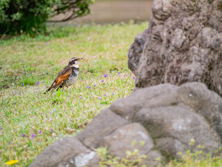 Close up shot of Dusky thrush on ground