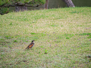 Close up shot of Dusky thrush on ground