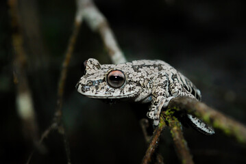 frog / sapo / perereca