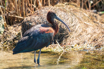 The glossy ibis, latin name Plegadis falcinellus, searching for food in the shallow lagoon.