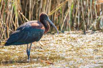 The glossy ibis, latin name Plegadis falcinellus, searching for food in the shallow lagoon.