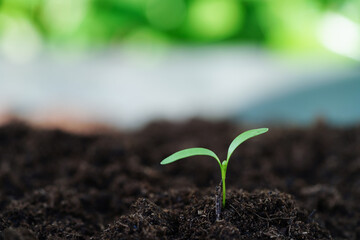 Tree growing with hand, eco earth day, save world, save earth, go green