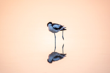 Water bird pied avocet, Recurvirostra avosetta, standing in the water in pink sunset light. The...