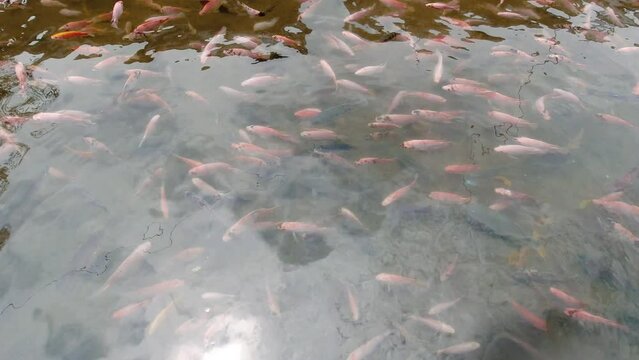 Fish pond containing Tilapia fish with clear water directly from the spring above it