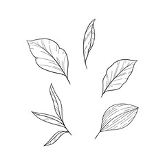simple leaf aesthetic minimal illustration set 