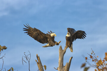 Bald eagles at White Rock Lake, Dallas, Texas