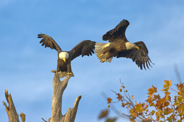 Bald eagles at White Rock Lake, Dallas, Texas