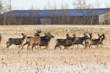 Herd of mule deer running in the agricultural field in winter.