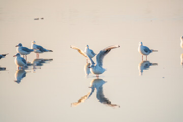 Flock of Seagulls, The European herring gull, swims on the calm lake shore in sunset