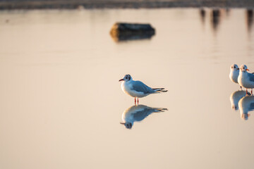 One Seagull, The European herring gull, swims on the calm lake shore in sunset