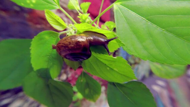 Zonitoides nitidus, shiny snail, Zonitoides nitida, little brown snail