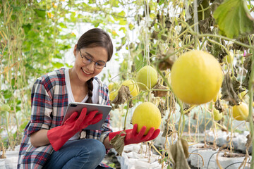 Portrait of Asian farmer woman check quality products via tablet in gold melon farm examining crop at gardener. Agribusiness and transportation online business concept.