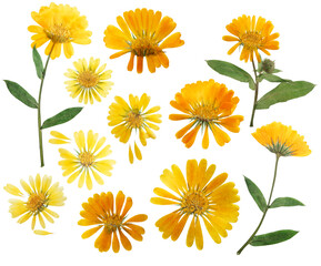 Pressed and dried delicate flower of calendula officinalis, marigold. Isolated on white background. For use in scrapbooking, floristry or herbarium. - obrazy, fototapety, plakaty