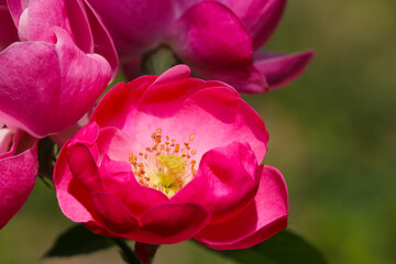 Vibrant pink flower head of Rosa chinensis China rose, Monthly rose), close up macro photography.