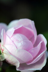 Macro close-up photograph of a plump and pretty rose flower with a beautiful pale pastel pink gradation.