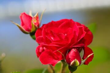 Red noble rose flower head, starting to bloom. Close up macro photography.