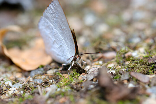 Uraginshijimi (Curetis acuta paracuta), butterfly in the wood, close up macro photography (God bless of the  Innocence)