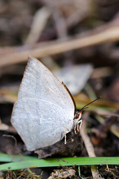 Uraginshijimi (Curetis acuta paracuta), butterfly in the wood, close up macro photography (God bless of the  Innocence)