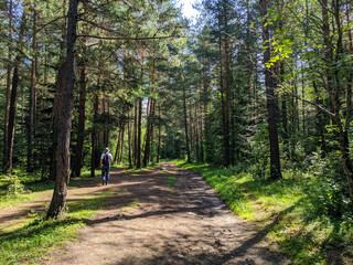 Arkhyz, Karachay-Cherkessia, Russia - August 23, 2022: Beautiful coniferous forest in Arkhyz village. Tourist with a backpack walks along the path. Teberdinsky natural reserve