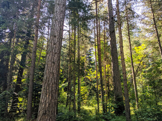 Beautiful coniferous forest in Arkhyz village. Teberdinsky natural reserve. Arkhyz, Karachay-Cherkessia, Russia
