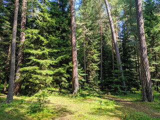 Beautiful coniferous forest in Arkhyz village. Teberdinsky natural reserve. Arkhyz, Karachay-Cherkessia, Russia