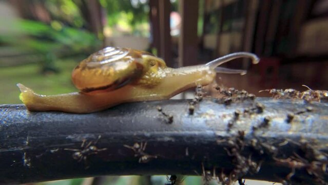 Zonitoides nitidus, shiny snail, Zonitoides nitida, little brown snail