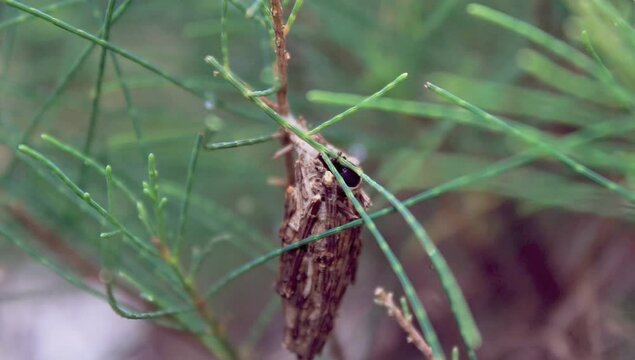 bagworm, Psychidae , bagmoths, Macrolepidoptera , Malacosoma americanum, Pachythelia villosella,  Phalacropterix graslinella,  Hyalarcta huebner