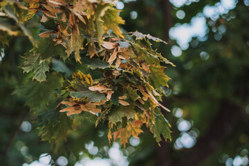 Canadian maple branches with leaves and seeds.