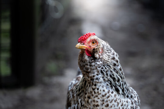 A beautiful black-and-white speckled chicken close-up on a blurred background. Domestic laying hen looking at the camera