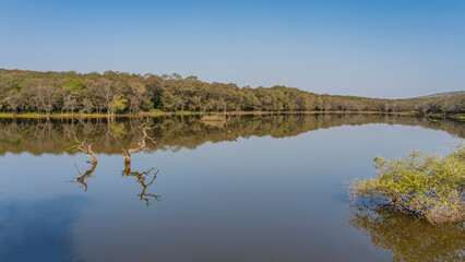 A lake in the jungle with a smooth mirror surface. There are thickets of trees on the shore. Bizarre driftwood rises from the water. Reflection. Blue sky. India. Ranthambore
