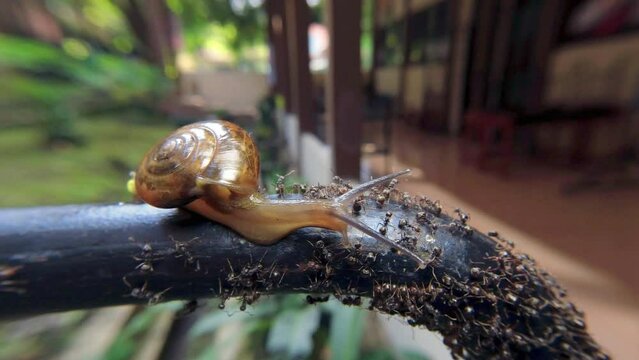 Zonitoides nitidus, shiny snail, Zonitoides nitida, little brown snail