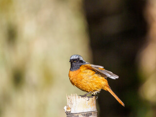 冬のジョウビタキ