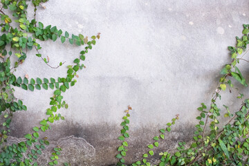 Old cement wall with green creeping fig tiny plant ( ficus pumila ) growing though on background