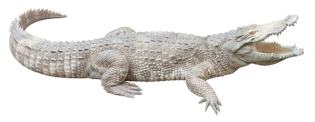 Albino crocodile isolated