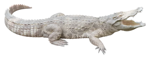 Zelfklevend Fotobehang Albino crocodile isolated © EmBaSy