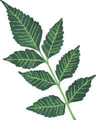 beautiful green watercolor leaves illustration