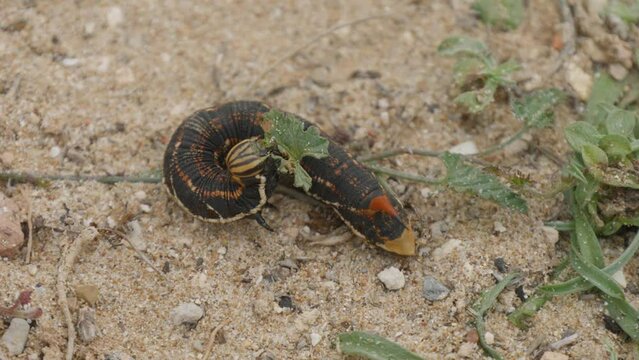 Sphinx caterpillar of bindweed. It feeds on the plant that gives it its name, on land eating