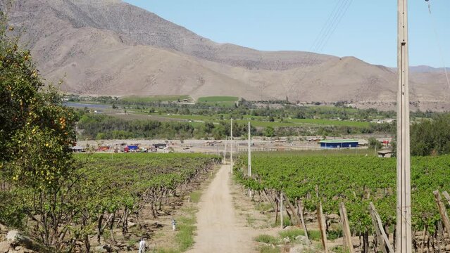 Elqui Valley Vineyards And Andes Mountains View In Summer In Coquimbo Region, Chile. - Wide Shot