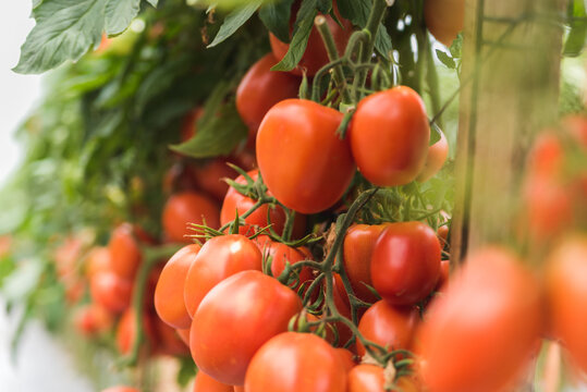 Revicion control de calidad de cultivos en baja verapaz Guatemala, abril 2019