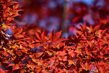 真っ赤な春もみじの葉