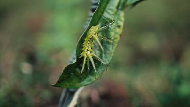 Limacodidae moth green caterpillar with large spikes and colorful patterns on a leaf