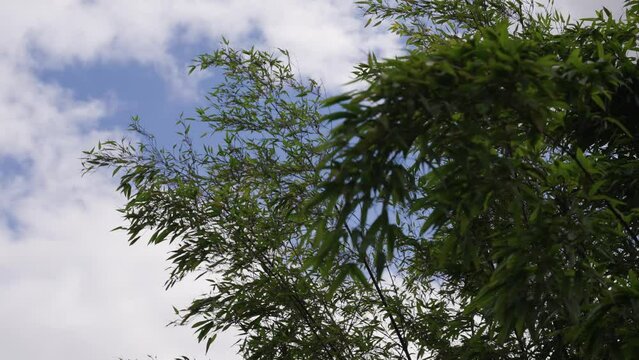 Slow motions trees waving in the wind on cloudy but sunny day