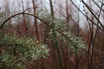 Pine branch with autumn rain drops