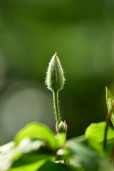 産毛が生えたクレマチスのつぼみ